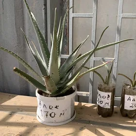 Aloe