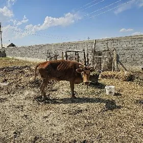 Gurbanlyga tayyar mal