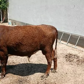 öküz