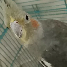 LuLu