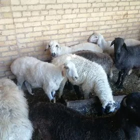 kockarlar