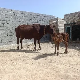 goleli