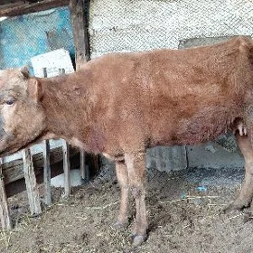 Göleli sygyr
