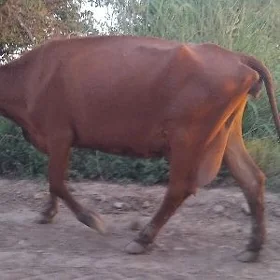 gysyr sagylya