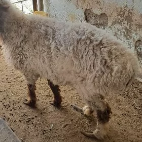 Goýun Гойун
