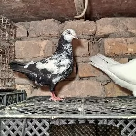 кептер