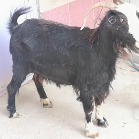 geçi