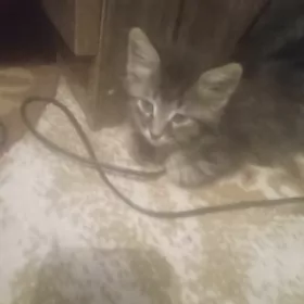 котята