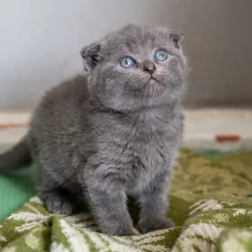 Шотландские вислоухие котята пепельного окраса