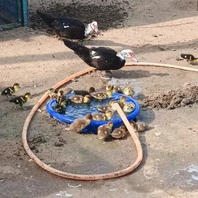 indautga ördek jujesi
