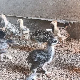 brama blue jujesi