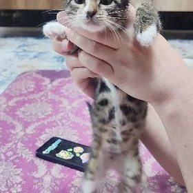 отдам в добрые руки котенка