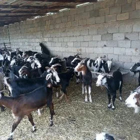 ERKEÇLER