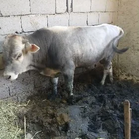 öküz