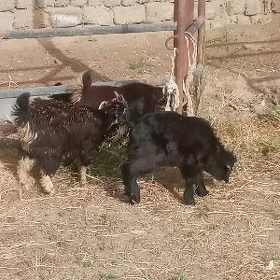 soyumluk mallar