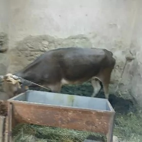 gysyr sygyr