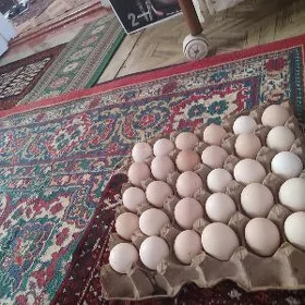 Yumurtga