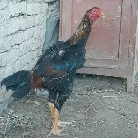 horaz