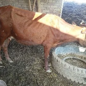 Saglyk Sygyr