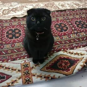 Кот на вязку