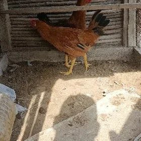Horaz