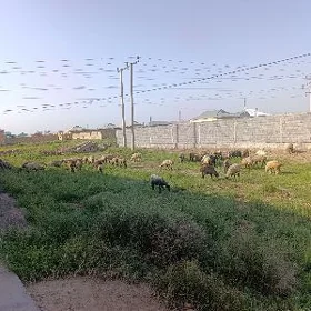 işşek toklular