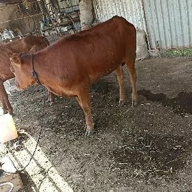 Gulojun