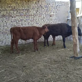 öküzçe