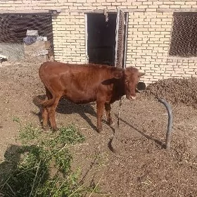 GULAJYN sygyr
