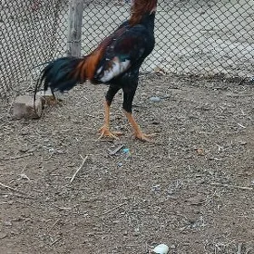 taşkent horoz