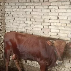 Öküz