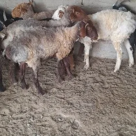 ýaş goyun işşek