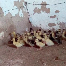 ýaşylbaş jüje