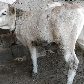 SIMETAL GATIȘIK OKÜZ ŞWES
