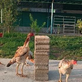 Özbek horaz yumurtga