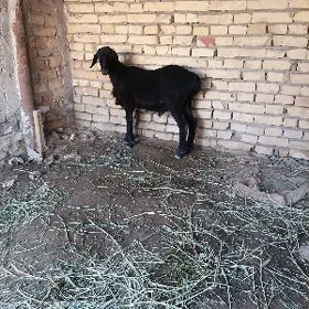 kockar