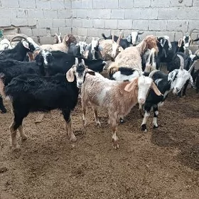 Dog Erkeçler