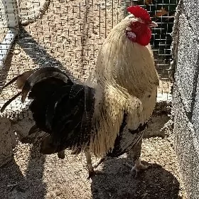 horazlar