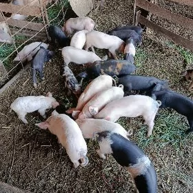 doňuz