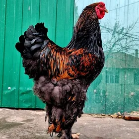 brama laset