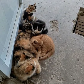 котята