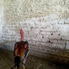 horaz