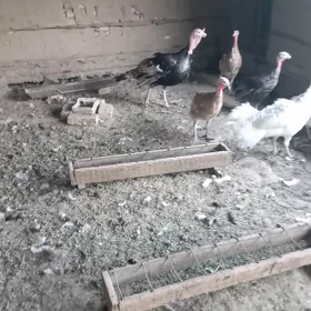 Horaz  induk yagdayy baklyan