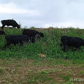 Okuzler