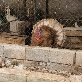 induk gus