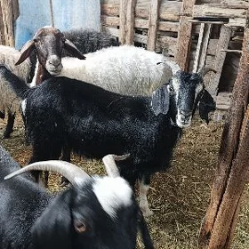 Işşek öweç