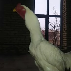 боец horaz shamo juyjesi