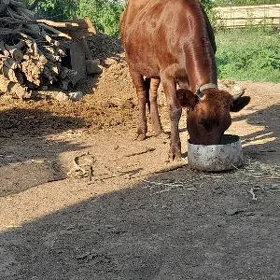 unajin kisir