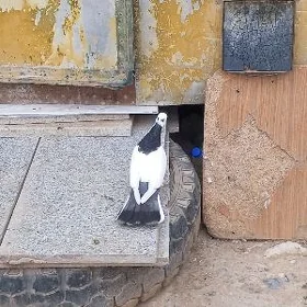 kepderi