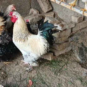 домашние птицы